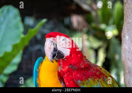 Il macaw scarlatto è il nome di questo uccello, conosciuto come pappagallo vero e nome scientifico è psittacoidea Foto Stock