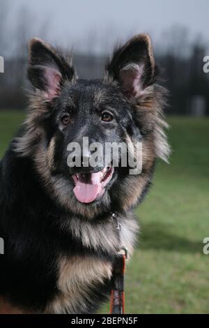 Ritratto di un cane Pastore tedesco seduto fuori nel parco. Foto Stock