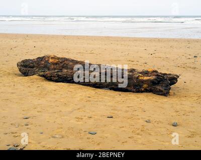 Un grande pezzo di driftwood, parte di una struttura ad albero che giace su di una larga spiaggia di sabbia sul North Yorkshire Coast Foto Stock