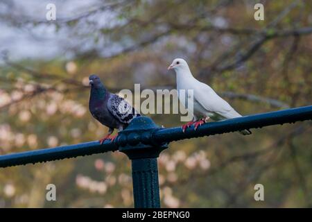 Un paio di piccioni ferali arroccati sulle ringhiere metalliche di Abington Park, Northampton, Inghilterra, Regno Unito. Foto Stock