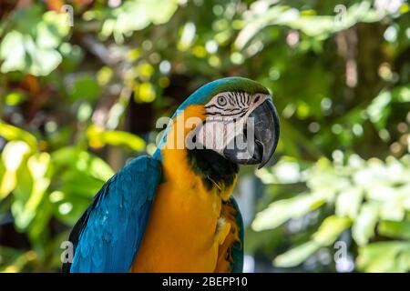 Il macaw scarlatto è il nome di questo uccello, conosciuto come pappagallo vero e nome scientifico è psittacoidea Foto Stock