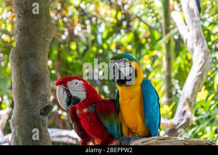 Il macaw scarlatto è il nome di questo uccello, conosciuto come pappagallo vero e nome scientifico è psittacoidea Foto Stock