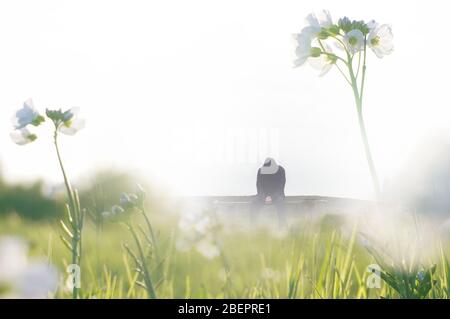 Una doppia esposizione di un primo piano di fiori bianchi in un prato, con una figura con cappuccio maschile seduta su una panca, guardando verso il basso sullo sfondo. Con un ab Foto Stock