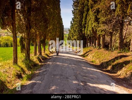 Un vecchio che tiene fiori, camminando lungo una strada di campagna fiancheggiata da alberi nel Passo maturo, vicino a Senigallia, le Marche, Italia Foto Stock