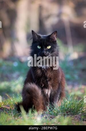 Ritratto di un bel bel gatto nero soffice e carino seduto a terra in strada. Foto Stock