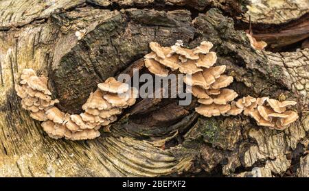 Funghi che crescono su tronco di albero caduto Foto Stock