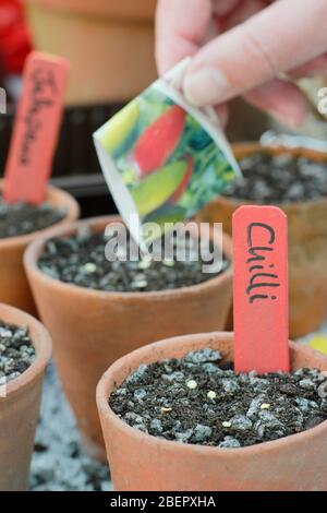 Capsicum annuum var. Annuum Jalapeno. Semina i semi di peperoncino in una miscela di grinta e composto drenante libero in primavera. REGNO UNITO Foto Stock