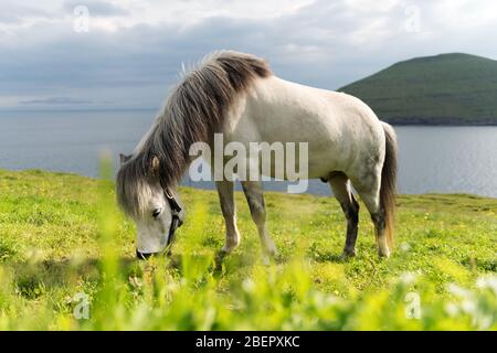 Cavallo faroese bianco su prato verde. Oceano Atlantico e isola sullo sfondo Foto Stock