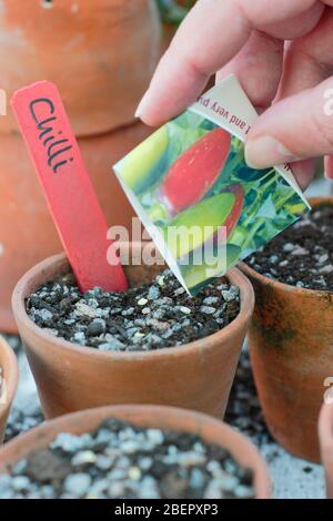 Capsicum annuum var. Annuum Jalapeno. Semina i semi di peperoncino in una miscela di grinta e composto drenante libero in primavera. REGNO UNITO Foto Stock