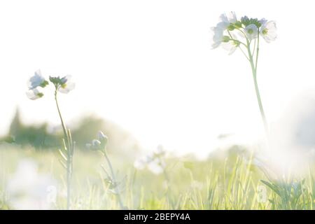 Una doppia esposizione di un primo piano dei fiori bianchi del fiore a cucù (Cardamine pratensis) in un prato, con un sogno astratto e sperimentale come ed Foto Stock