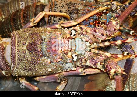 Ornato Rock Lobster Panulirus ornatus in vendita al mercato notturno di Hua Hin, Thailandia Foto Stock