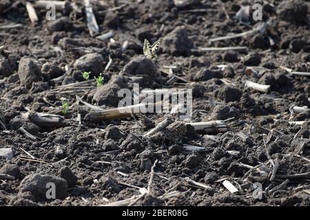 Un Dovetail che sorvola il vecchio Cornfield Foto Stock