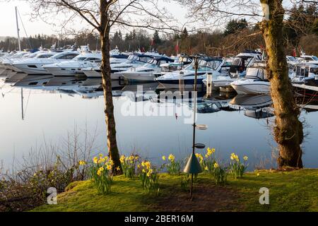 Daffodils sul lato del lago a Cameron House Marina sul Loch Lomond nel West Dunbartonshire, Scozia, Regno Unito Foto Stock