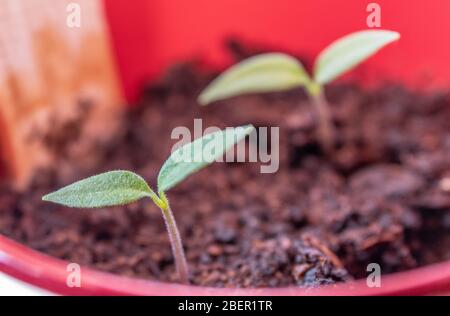 Piante di Chili germinanti e germoglianti dalla terra in una pentola Foto Stock