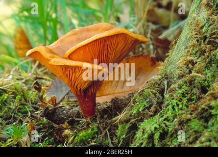 Guernsey. Funghi. Primo piano di False Chanterelle (Hygrophoropsis aurantiaca). Foto Stock