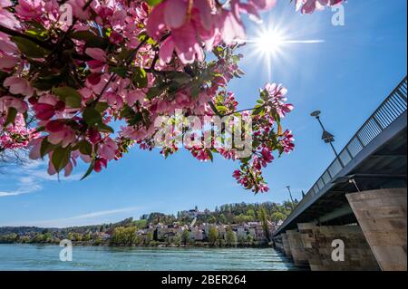 Passau, Germania. 15 aprile 2020. Un albero fiorisce sul lungomare della locanda. Credit: Armin Weigel/dpa/Alamy Live News Foto Stock