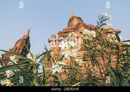 Ammira stupa e pagode dell'antico complesso del tempio di Bagan attraverso la macchia di fiori in Myanmar. Foto Stock