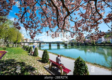 Passau, Germania. 15 aprile 2020. Un albero di magnolia fiorisce sul lungomare Inn. Credit: Armin Weigel/dpa/Alamy Live News Foto Stock