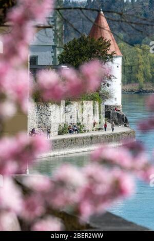 Passau, Germania. 15 aprile 2020. Un albero fiorisce sul lungomare della locanda. Credit: Armin Weigel/dpa/Alamy Live News Foto Stock