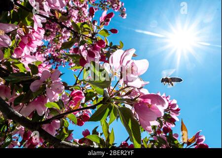 Passau, Germania. 15 aprile 2020. Un'ape vola nella luce posteriore del sole ad un albero fiorito. Credit: Armin Weigel/dpa/Alamy Live News Foto Stock