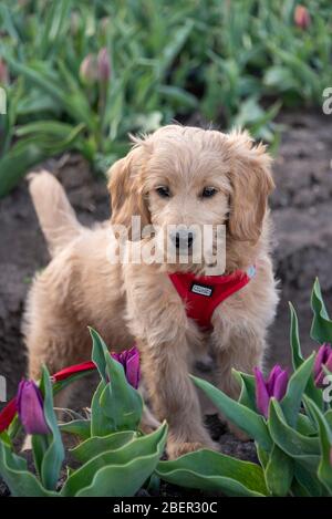 Schwaneberg, Germania. 13 Aprile 2020. Un Mini Goldendoodle si trova in un campo di tulipano. È stato creato dalla società Degenhardt, che produce bulbi tulipani. Con un piccolo supplemento, chiunque può prendere un mazzo di fiori. Credit: Stephan Schulz/dpa-Zentralbild/ZB/dpa/Alamy Live News Foto Stock