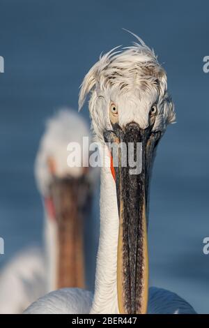 Pellicani, Lago Kerkini, Grecia Foto Stock