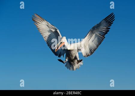 Pellicani, Lago Kerkini, Grecia Foto Stock