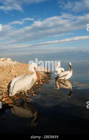 Pellicani, Lago Kerkini, Grecia Foto Stock