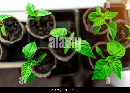 pepate i giovani pianta in pentole sul davanzale Foto Stock