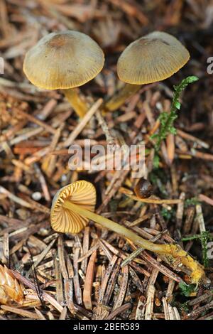 Mycena aurantiomarginata, noto come il bordo dorato cofano, funghi selvatici dalla Finlandia Foto Stock