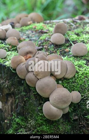 Lycoperdon pyriforme, comunemente noto come a forma di pera puffball o moncone puffball Foto Stock