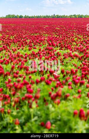Campo di trifore rosso cremisi fiorito in primavera nella repubblica Ceca Foto Stock