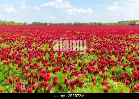 Campo di trifore rosso cremisi fiorito in primavera nella repubblica Ceca Foto Stock