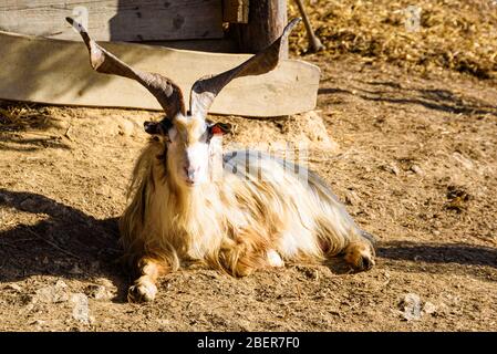 Bella capra con lunghe corna in terreno agricolo. Foto Stock