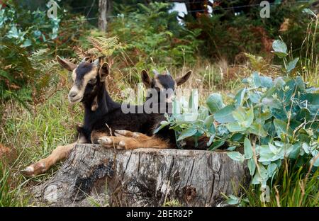 capra nel paese in bizkaia Foto Stock