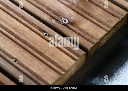 Fai da te costruzione di un portico / balcone pavimento con tavole di legno marrone in Espoo, Finlandia, primavera, 2020. In questa foto potete vedere il piano in corso. Foto Stock