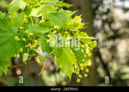Norvegia acero (Acer platanoidi) con fiori in aprile, Regno Unito Foto Stock
