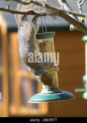 Scoiattolo grigio mangiare seme da alimentatore di uccelli in giardino Foto Stock