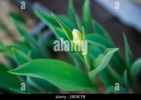 tulipani che crescono in serra Foto Stock