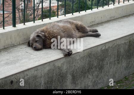 Cane addormentato su un muro Foto Stock