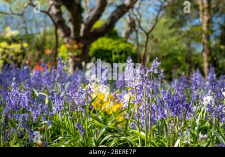 Bluebells al sole in primavera, fotografato fuori dallo storico giardino recintato presso l'Eastcote House Gardens, Middlesex, nord-ovest di Londra UK Foto Stock