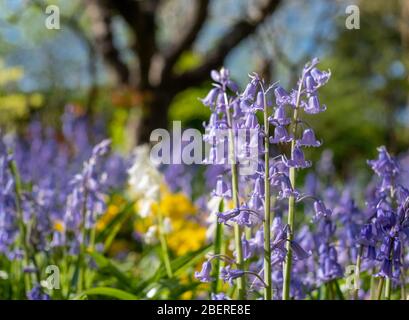 Bluebells al sole in primavera, fotografato fuori dallo storico giardino recintato presso l'Eastcote House Gardens, Middlesex, nord-ovest di Londra UK Foto Stock