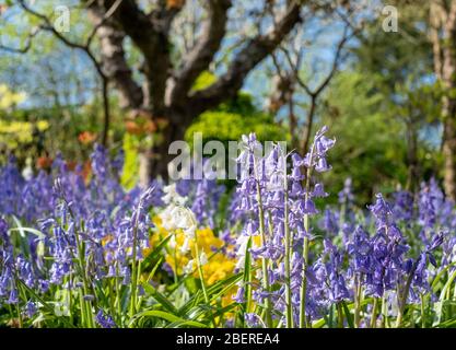 Bluebells al sole in primavera, fotografato fuori dallo storico giardino recintato presso l'Eastcote House Gardens, Middlesex, nord-ovest di Londra UK Foto Stock