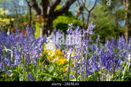 Bluebells al sole in primavera, fotografato fuori dallo storico giardino recintato presso l'Eastcote House Gardens, Middlesex, nord-ovest di Londra UK Foto Stock