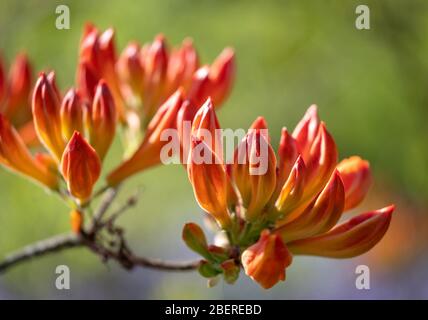 Stupende azalee giapponesi a BUD presso i Eastcote House Gardens, Eastcote, Middlesex, Regno Unito Foto Stock