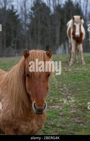 Rosso dun islandese cavallo con pinto castagno sullo sfondo Foto Stock