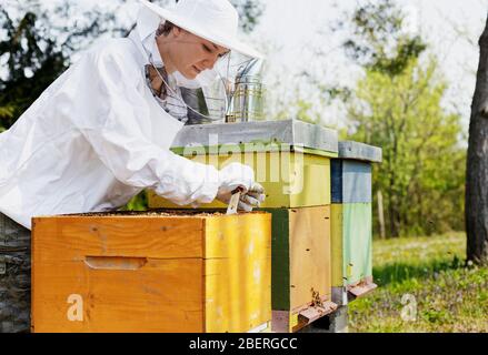 Apicoltore che tiene una donna a nido d'ape in indumenti da lavoro protettivi ispezionando la struttura a nido d'ape in apiary. Foto Stock