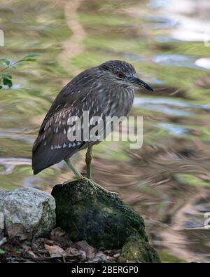 Black-incoronato notte Heron giovane uccello primo piano profilo vista in piedi sulla roccia muschio dall'acqua che mostra piumaggio marrone piuma nel suo ambiente A. Foto Stock