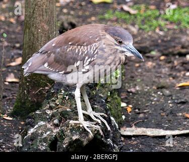 Black-coronato Notte Heron giovane uccello primo piano profilo vista in piedi sul log che mostra piumaggio marrone piuma nel suo ambiente e dintorni. Foto Stock