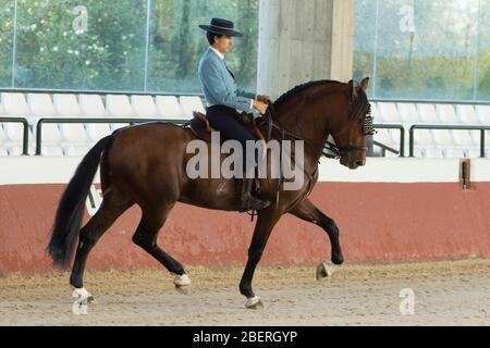 Cavallo spagnolo in una gara tradizionale a Yeguada la Cartuja anno 2015. Campeonato de España de Monta Española Foto Stock
